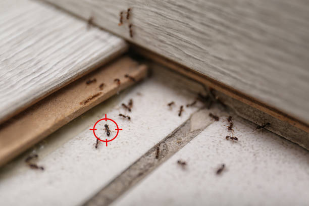 Best Insect Control  in Moreauville, LA