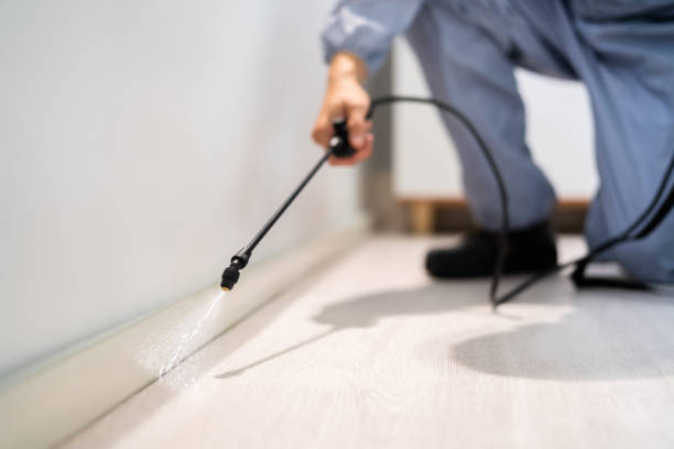 Best Local Pest Control Services  in Moreauville, LA