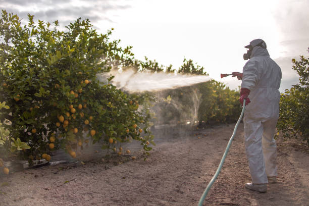 Best Rat Extermination Near Me  in Moreauville, LA