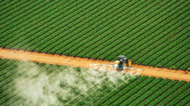 Best Termite Control Services  in Moreauville, LA