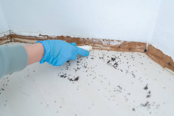 Best Exterminator Services  in Moreauville, LA